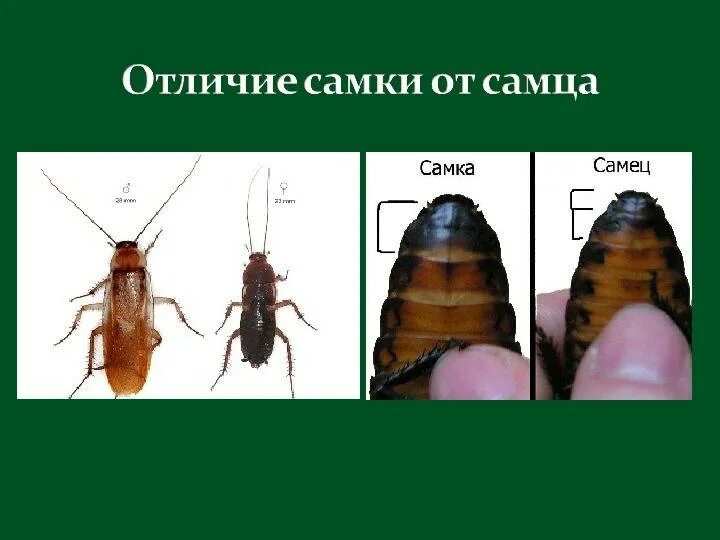 Таракан Прусак самка и самец. Самец таракана. Самки и самцы тараканов отличия. Самка таракана.