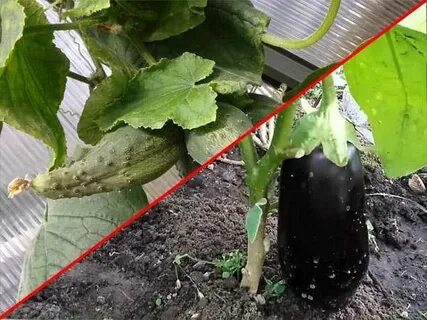Можно огурцы сажать дынями