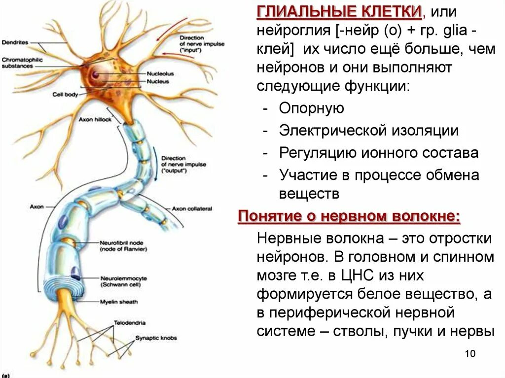 Нейроглиальные клетки спинной мозг. Клетки глии спинного мозга. Нейроглия в спинном мозге. Структура и функции глиальных клеток.