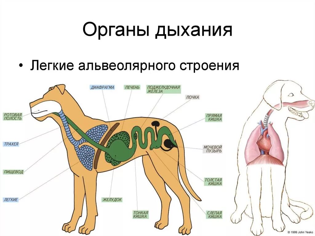 Дыхательное строение млекопитающих. Строение дыхательной системы млекопитающих. дыхательная система млекопитающих 7 класс. система органов дыхания собаки легкие. дыхательная система собаки анатомия.