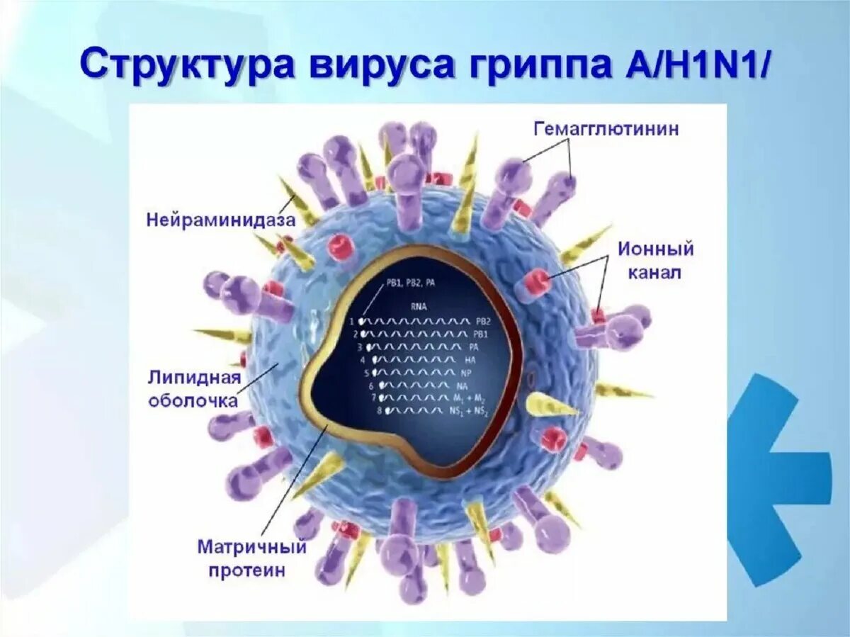 Вирус гриппа h1n1 строение. Структура вируса гриппа микробиология. Схема строения вируса гриппа. Структура вируса свиного гриппа. Грипп состав