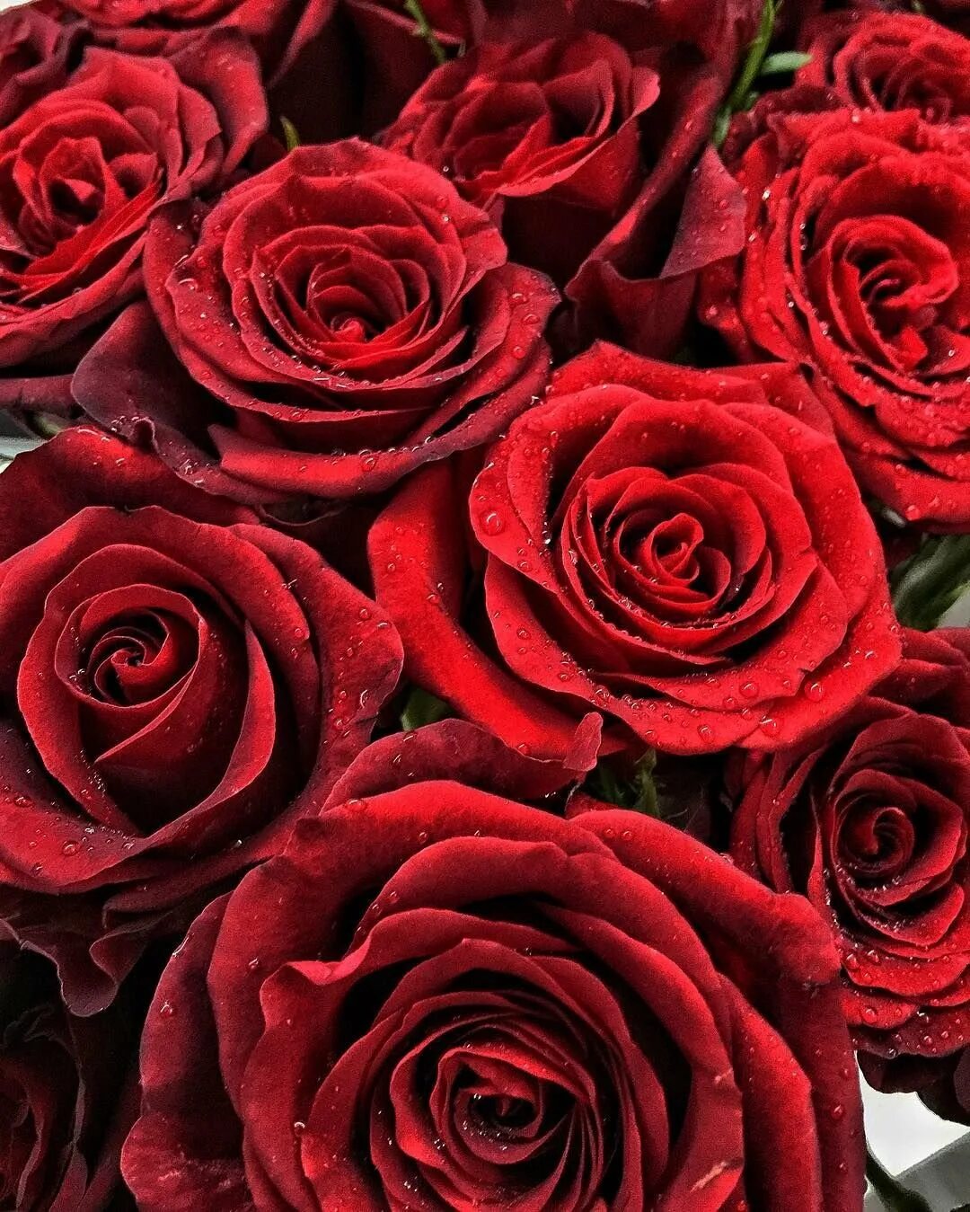 Цветы розы красные. Алый Карсон роза. Роза Флауэр Пауэр. Ред ред Роуз. Красные розы.
