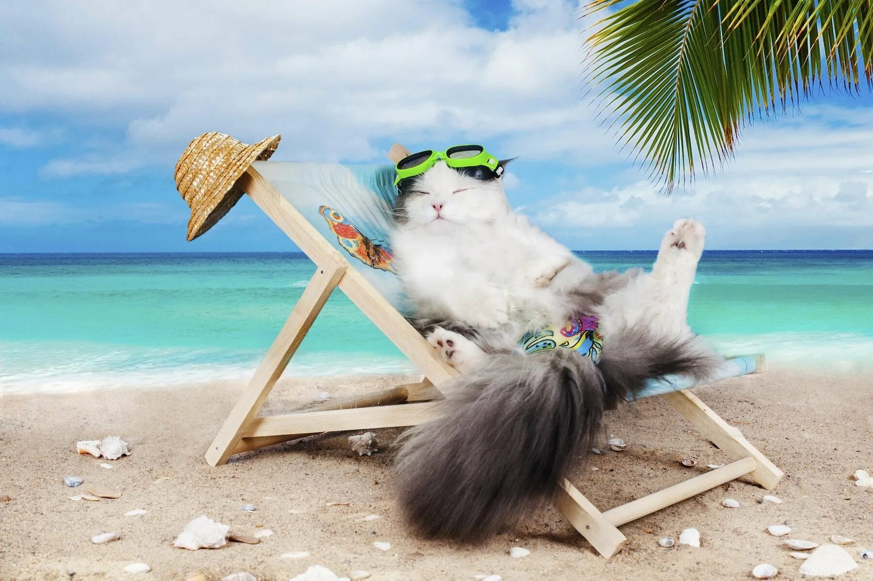 Отдых прикольное. Кот отдыхает. Кот на пляже. Лето отпуск. Лежак для кота.