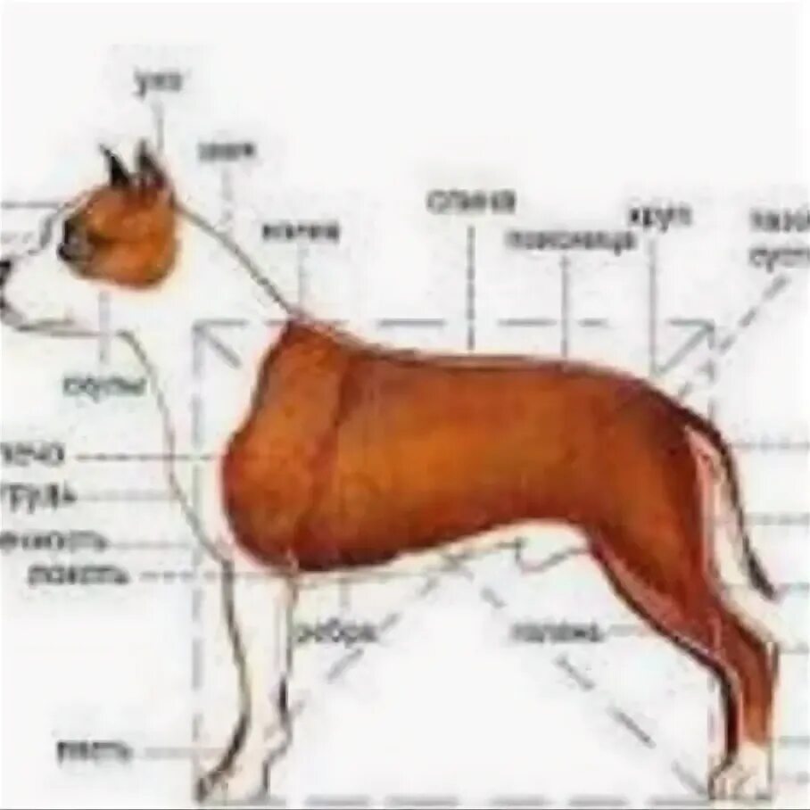 Стандарт американского стаффордширского терьера. Американский стаффордширский терьер стандарт РКФ. Где холка у собаки.