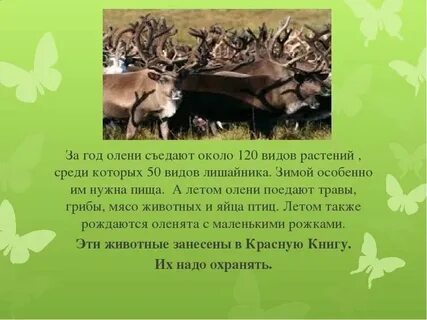 Факты о олене
