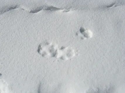 Как выглядят следы лисы на снегу фото