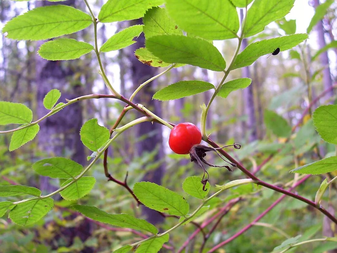 Кустарники пермского. Шиповник Лесной кустарник. Шиповник в тайге. Шиповник Таймыр. Якутская ягода шиповник