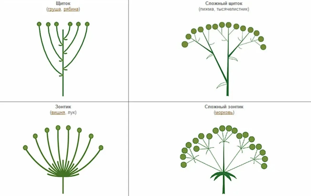 Сложный щиток соцветие схема. Строение соцветия сложный щиток. Схема сложного щитка в биологии. Соцветие щитковидное схема. Щиток у каких растений