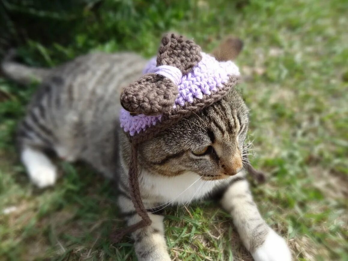 Как связать шапку коту