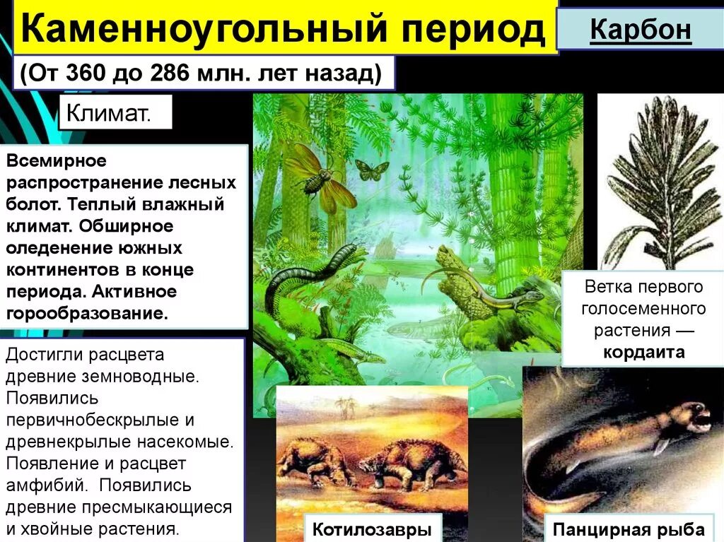 Карбон эра период. Карбон каменноугольный период климат. каменноугольный период растения и животные таблица. каменноугольный период растения кратко. каменноугольный период характеристика.