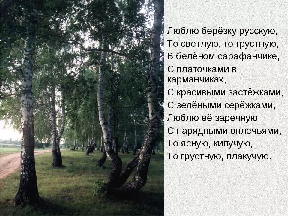 Люблю березу русскую а.Прокофьев. Прокофьев береза. Березка Прокофьев стих. Прокофьев люблю березку русскую. Прокофьев береза стихотворение