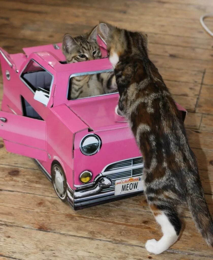 Купить машинку для кошек. Кошка в машине. Кошачий автомобиль. Машина для котов. Кошечка в машинке.