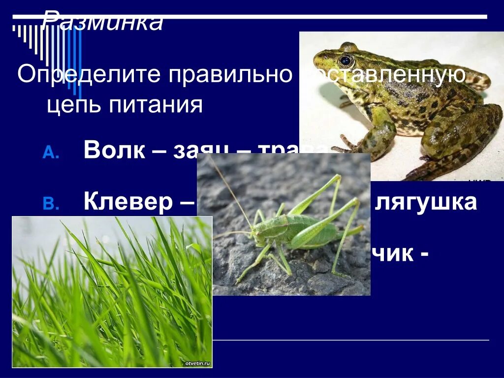 Трава кузнечик лягушка цепи. Цепь питания с лягушкой. пищевая цепочка с жабой. пищевая цепочка с лягушкой. цепи питания кузнечик лягушка.