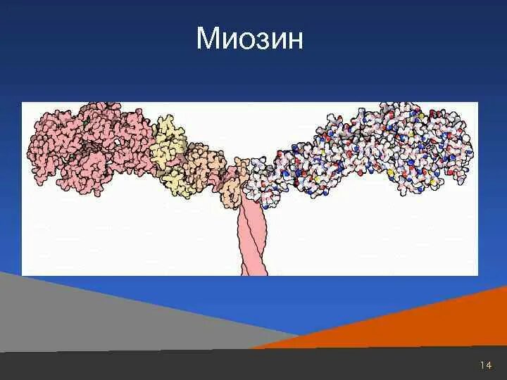 Белок миозин 2. Белок миозин функция. Миозин четвертичная структура. Миозин полимер. Миозин это в биологии.