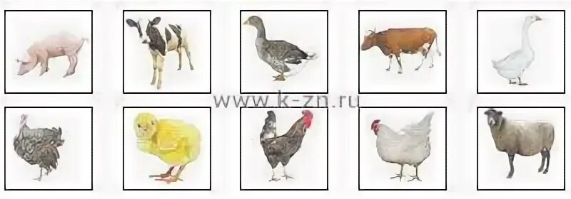 Гусь корова. Карточки домашние животные 7 шт. собака коза утка петух корова. гусь курица утка петух корова. утка, курица, петух, лягушка,корова,свинья,.