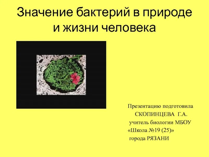 Значение бактерий в жизни человека впр. Значение бактерий в природе и жизни человека. Значение бактерий в жизни человека. Роль бактерий в жизни человека. Значение бактерий в природе.