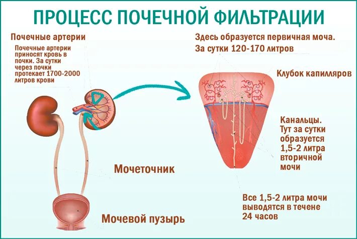 Какую кровь фильтруют почки. Процесс фильтрации крови в почках. Как происходит фильтрация крови в почках. Процесс фильтрации в почках схема. Схема фильтрации мочи в почке.