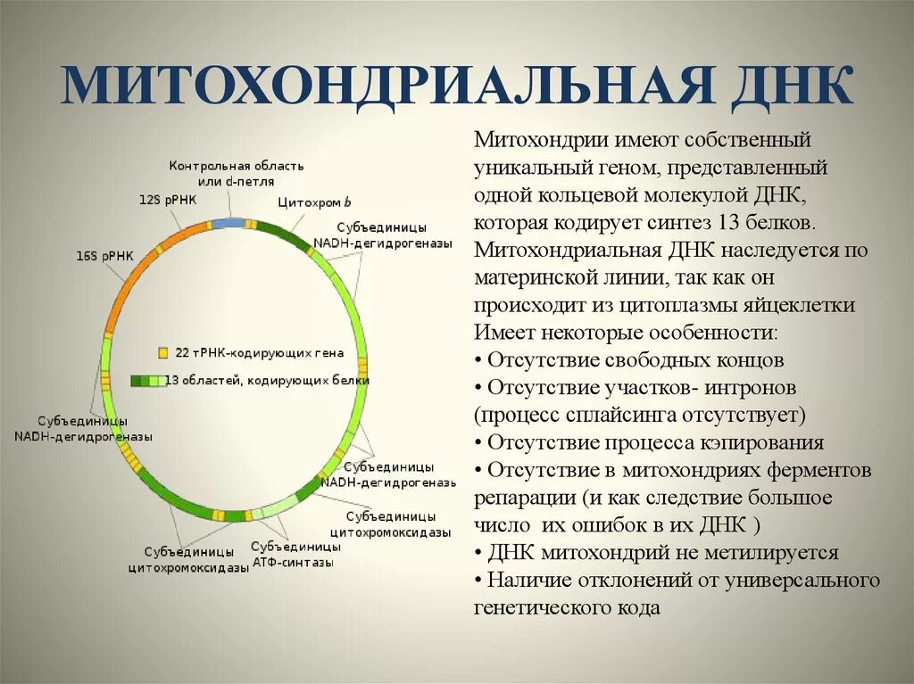 Митохондриальная ДНК. Синтез митохондриальной ДНК. Строение митохондриальной ДНК. Митохондриальная ДНК схема.