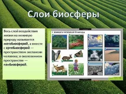 Биосфера интернет магазин