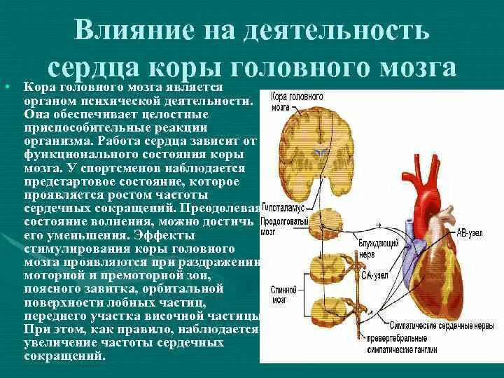 Сердце входит в нервную систему. Роль гипоталамуса в регуляции деятельности сердца. значение гипоталамуса в регуляции работы сердца. влияние гипоталамуса на сердце. регуляция сердечной деятельности физиология.