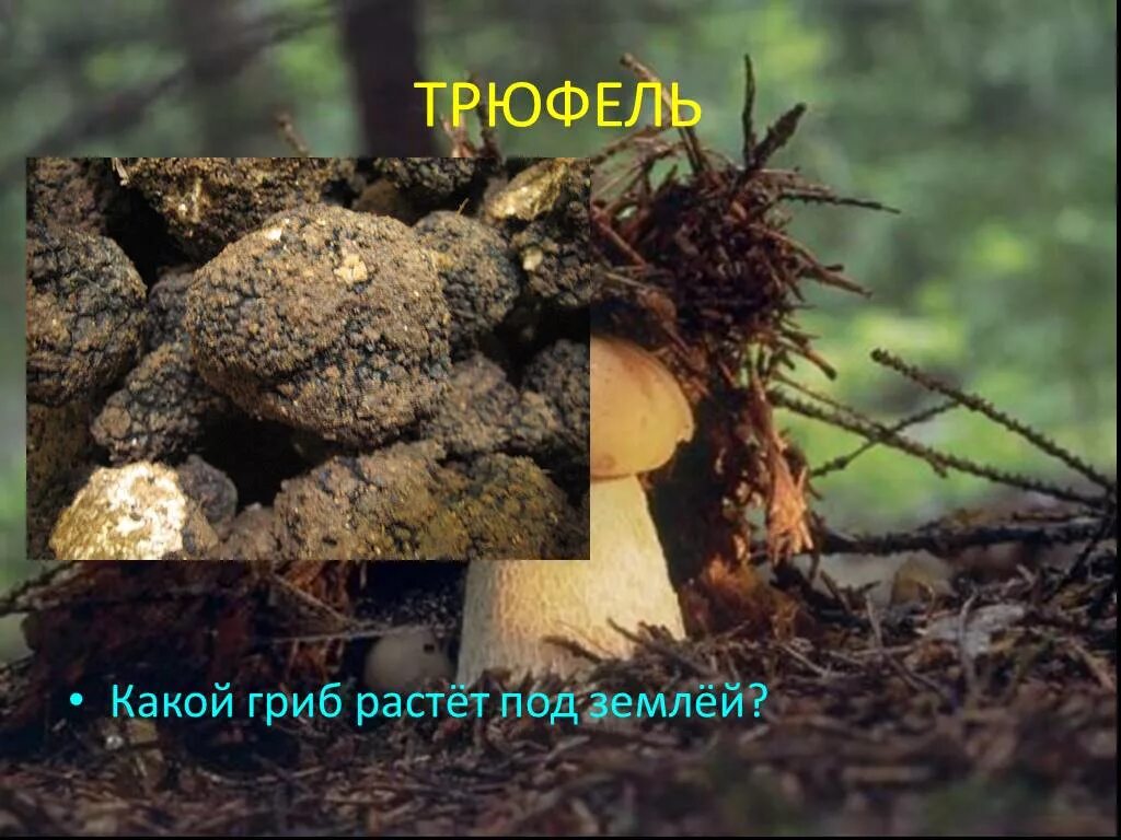 Гриб похожий на яйцо. Грибы растущие в земле. Шампиньон полуобутый. Грибы растущие в земле. Белый гриб растет в земле.