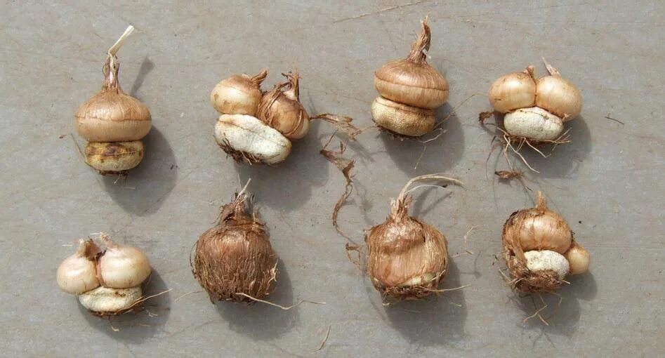 Крупные луковицы тюльпанов. Тюльпан роналдо триумф (3 луковицы). Клубнелуковица крокуса. Луковицы различных цветов. Лук тюльпан.