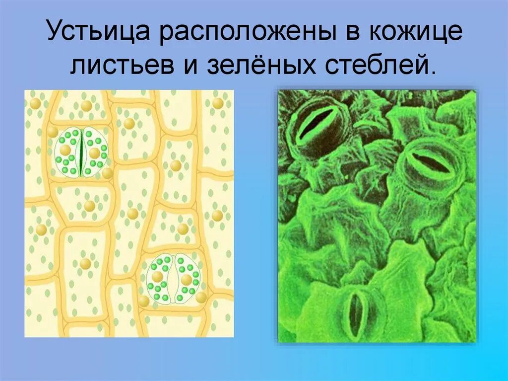 Хлоропласты в устьицах. Устьица у растений биология 6. Устьице это в биологии. Кожица и устьица 6 класс биология. Устьица листа это биология 6.