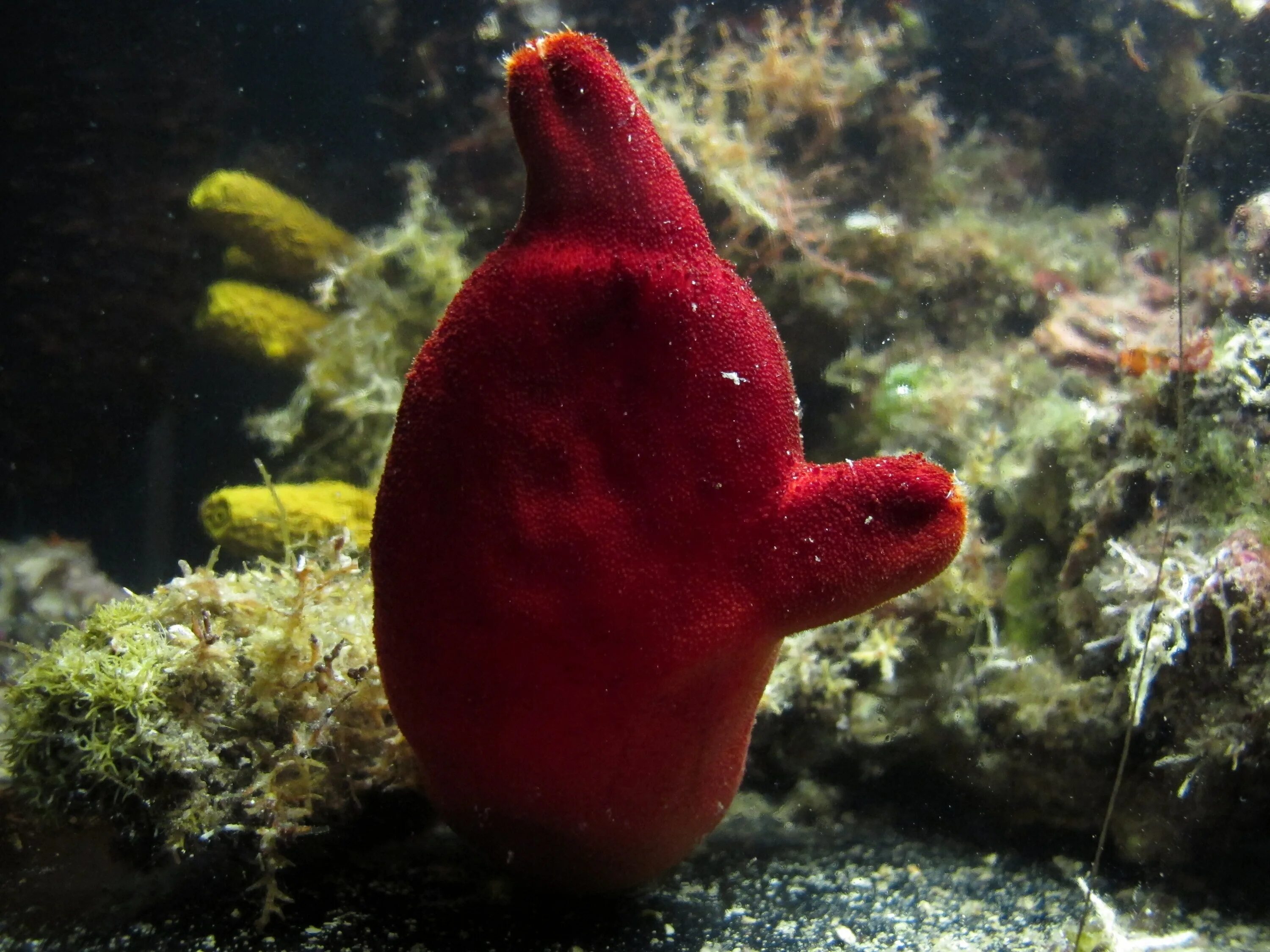 Образ жизни асцидии. Асцидии японского моря. асцидия морской помидор. асцидия пурпурная подтип. асцидия пурпурная halocynthia aurantium.