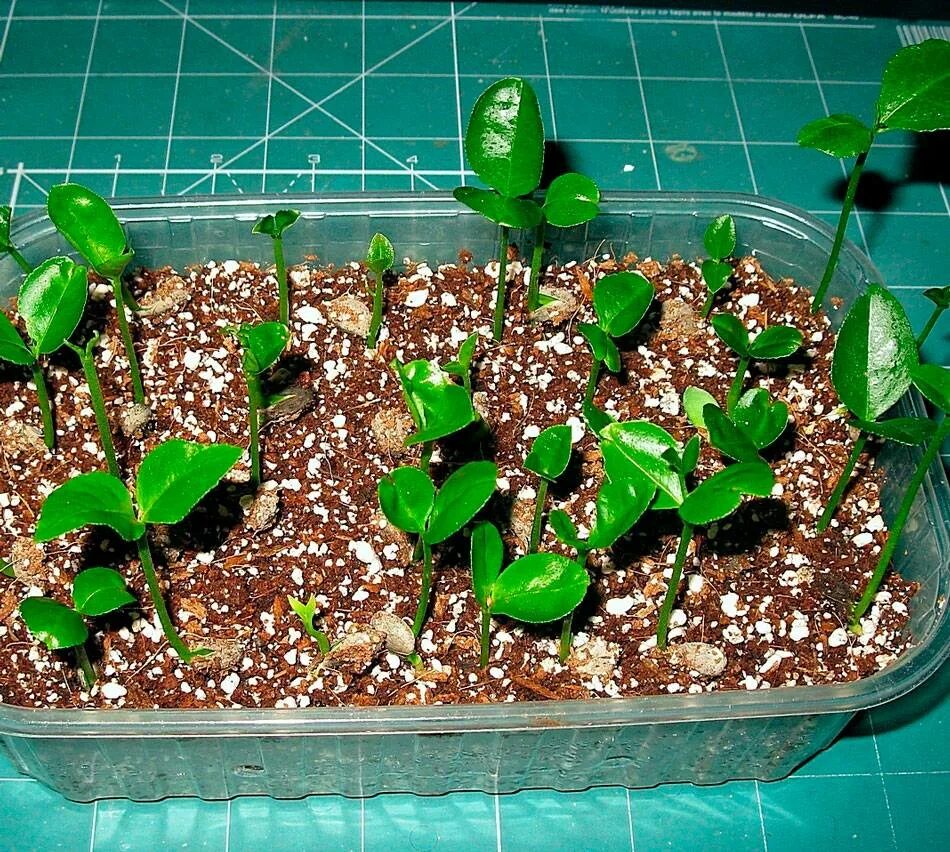 Антуриум рассада. Мурайя карликовая. Мединилла размножение семенами. Цветы из семян домашние можно вырастить. Адениум краснеет росток.