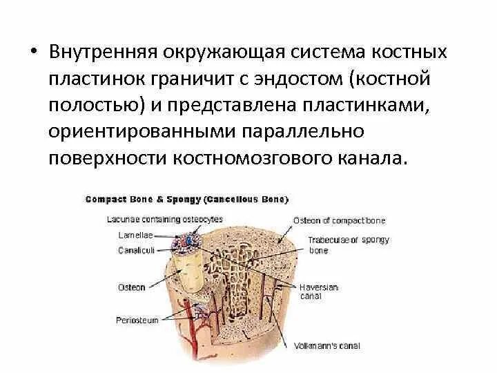 Заполнение костных полостей. Морфофункциональная характеристика костной ткани. Системы костных пластинок. Костный каналец костные пластины. Внутренняя костная пластинка.