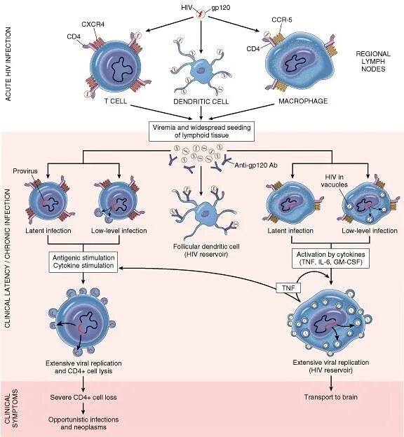 Патогенез ВИЧ схема. HIV infection pathogenesis. Патогенез ВИЧ инфекции. Патогенез вируса ВИЧ. Human immunodeficiency virus 1