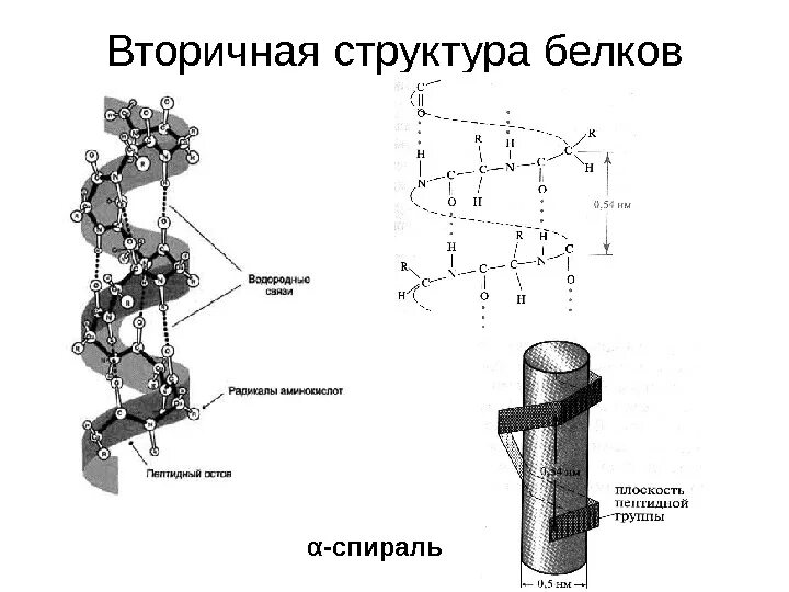 Альфа спираль вторичной структуры белка. Вторичная структура белка биохимия. Строение вторичной структуры белка. Бета структура вторичной структуры белка.