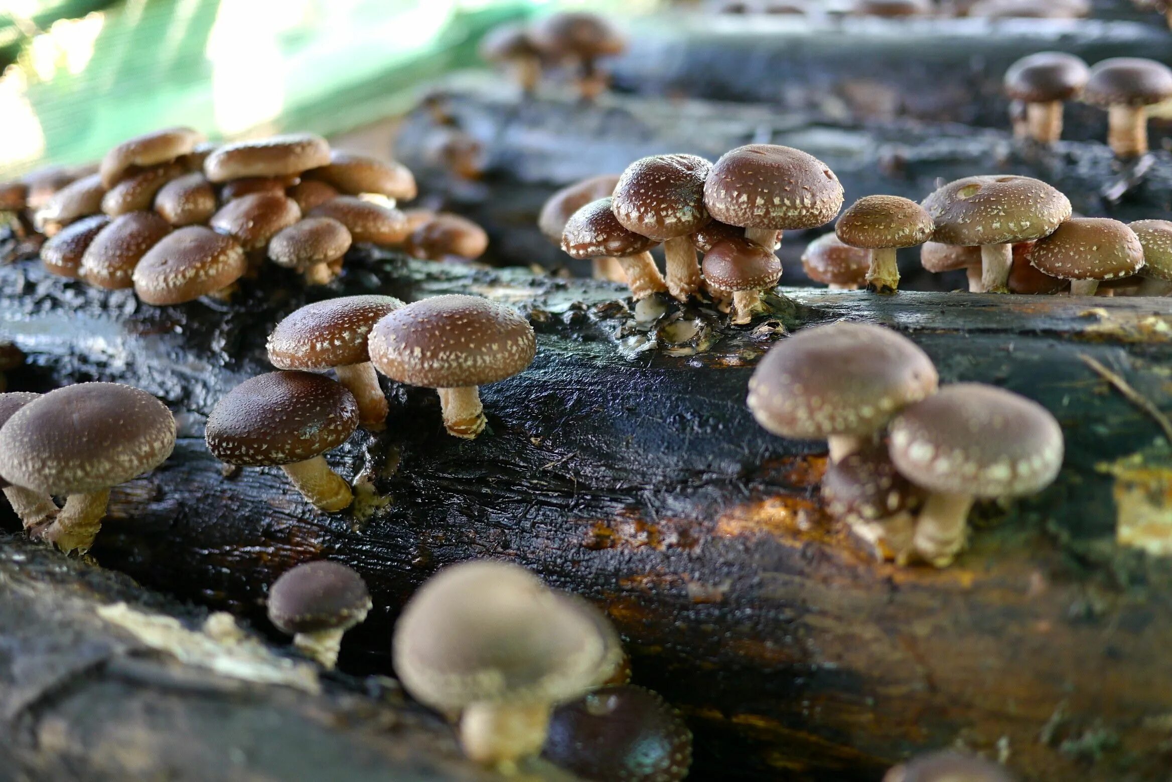 Шиитаке свойства. Шиитаке грибы Императорский шампиньон. Японские грибы шиитаке. Шиитаке Lentinus edodes. Опята шиитаке.