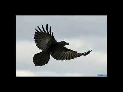 Черный ворон чтож ты вьешься над моею