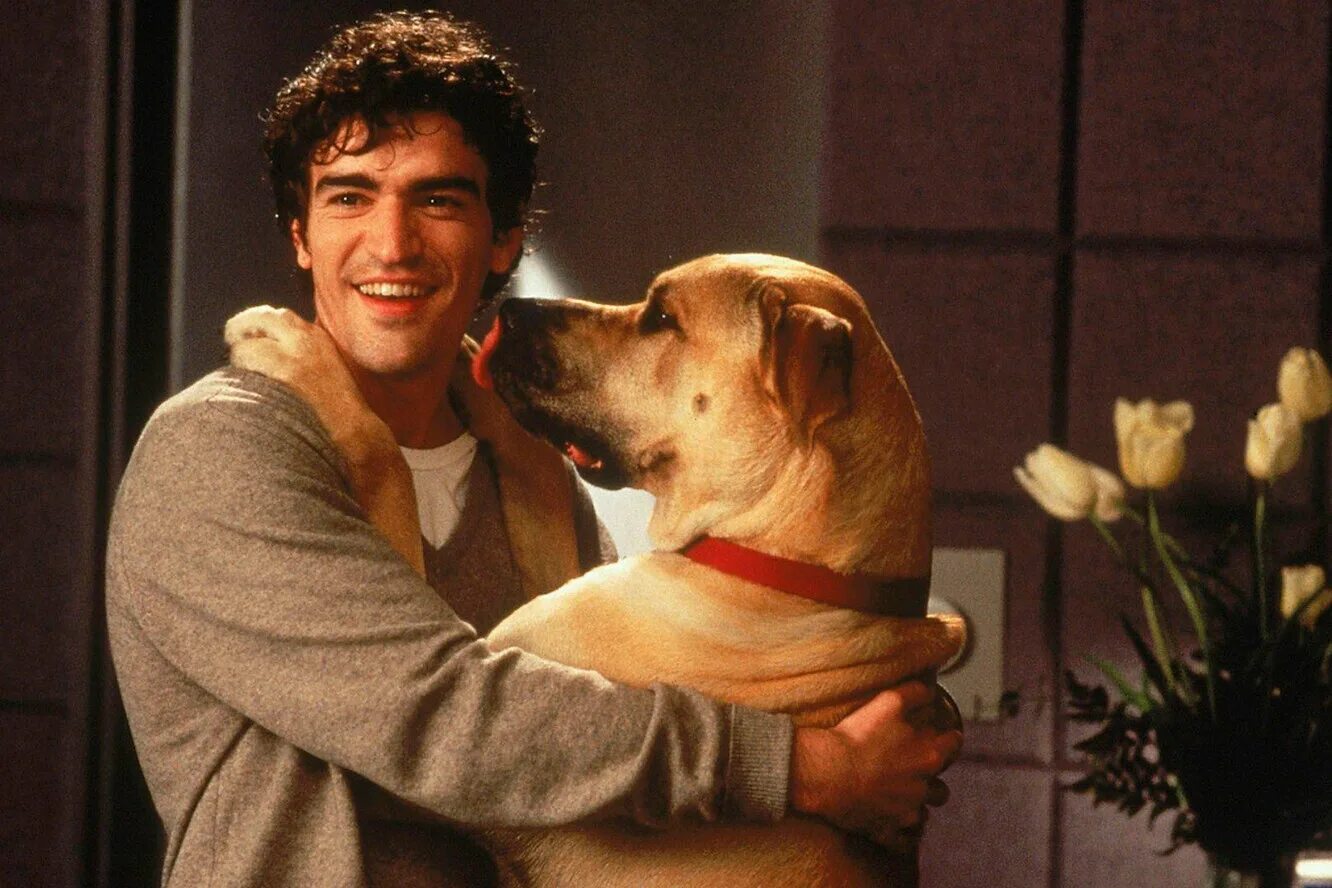 Макс фильм 2015. Кадры из фильмов с собаками. 7 щенков фильм. Собака из фильма всё могу. Рыжий пес лорд фильм.