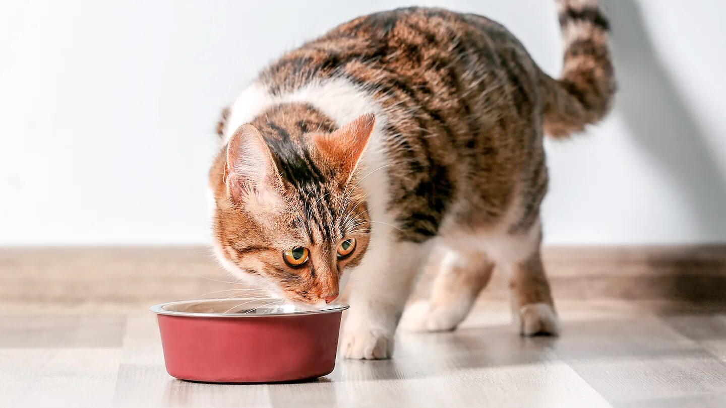 Кошки как справиться. Cat food. Диета для кошки с ожирением. Киска ест из миски. Cats are food.