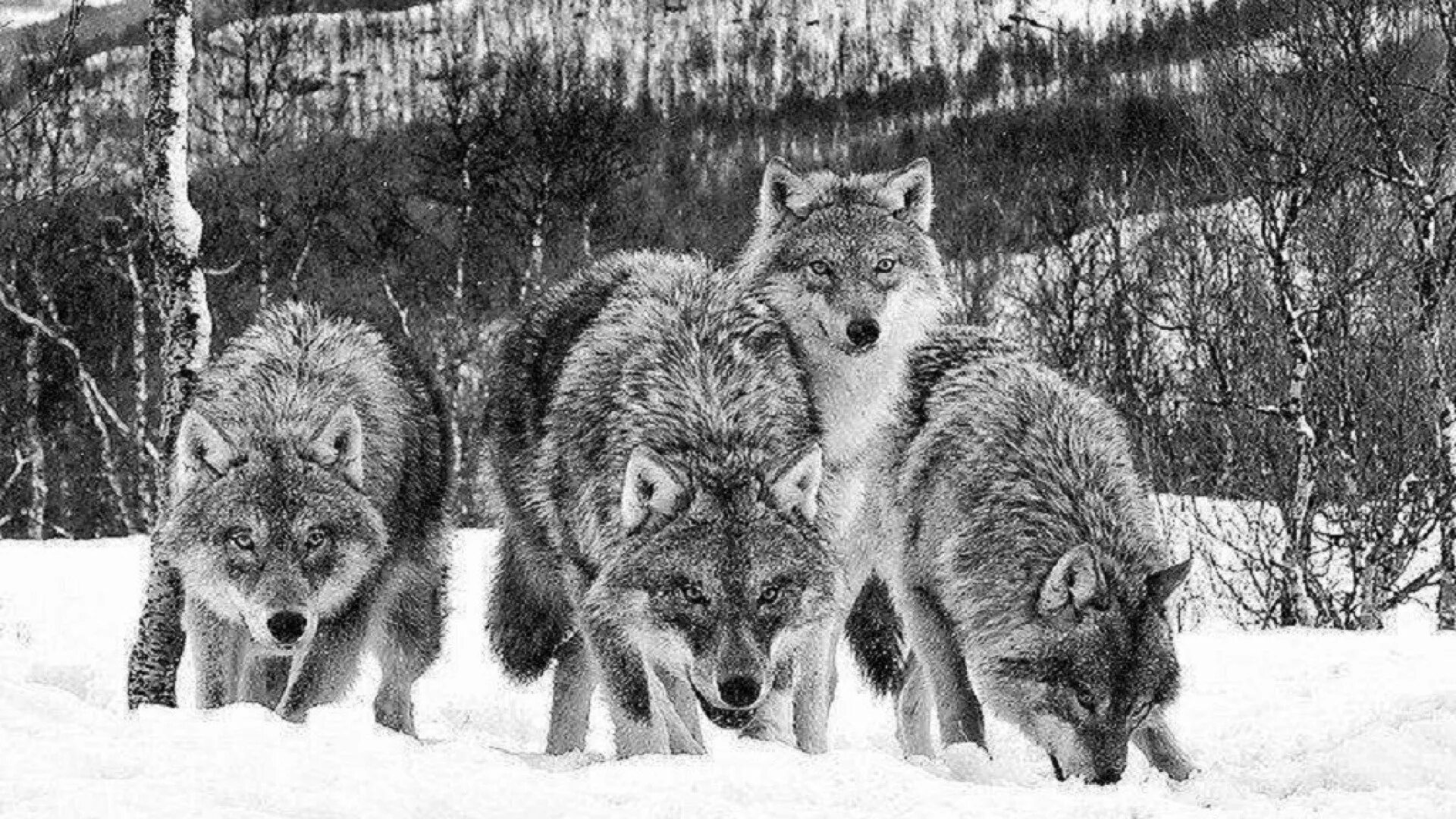 Wolves wolves album