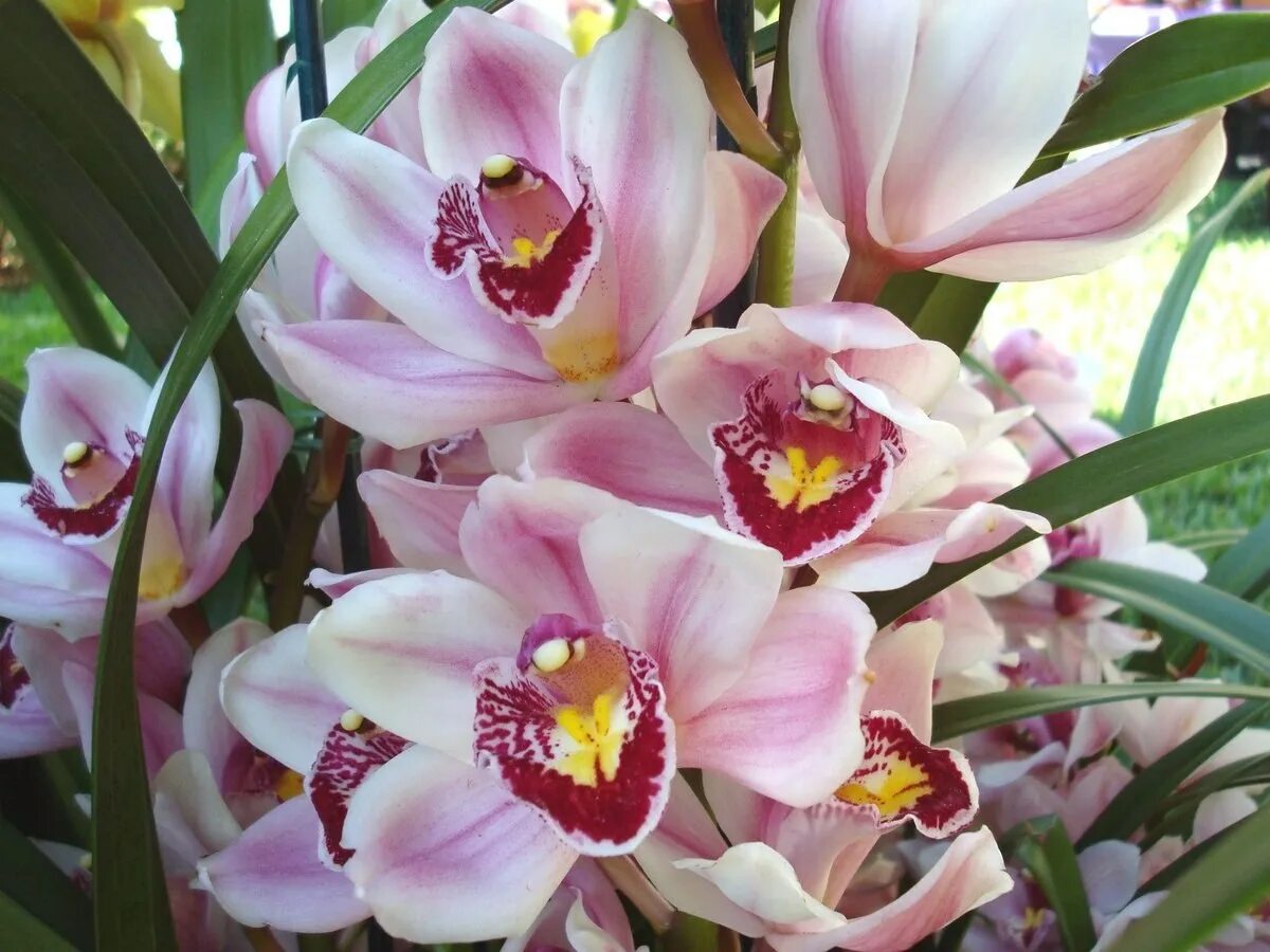 Цимбидиум как ухаживать. Орхидея Cymbidium. Королевский Цимбидиум. Дендробиум Цимбидиум. Цветок Цимбидиум.