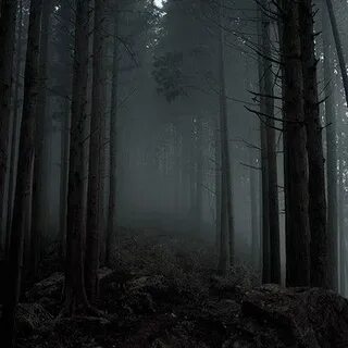 Dark Forest Royalty-Free Images, Stock Photos & Pictures