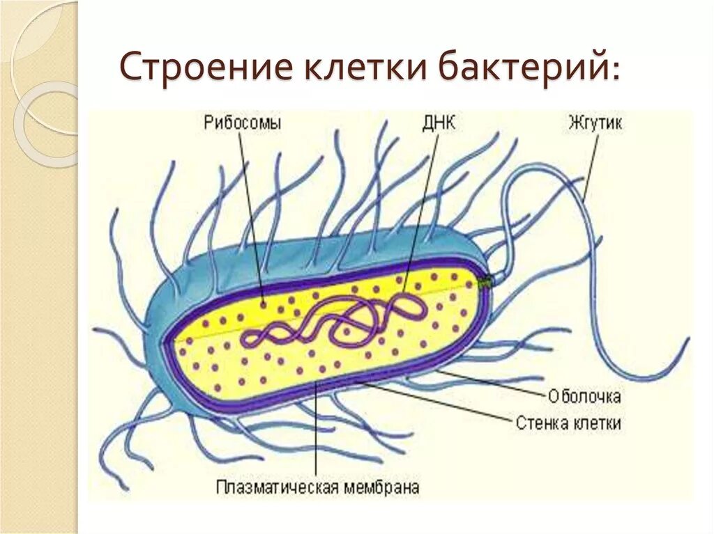 Рисунок бактерии 5 класс