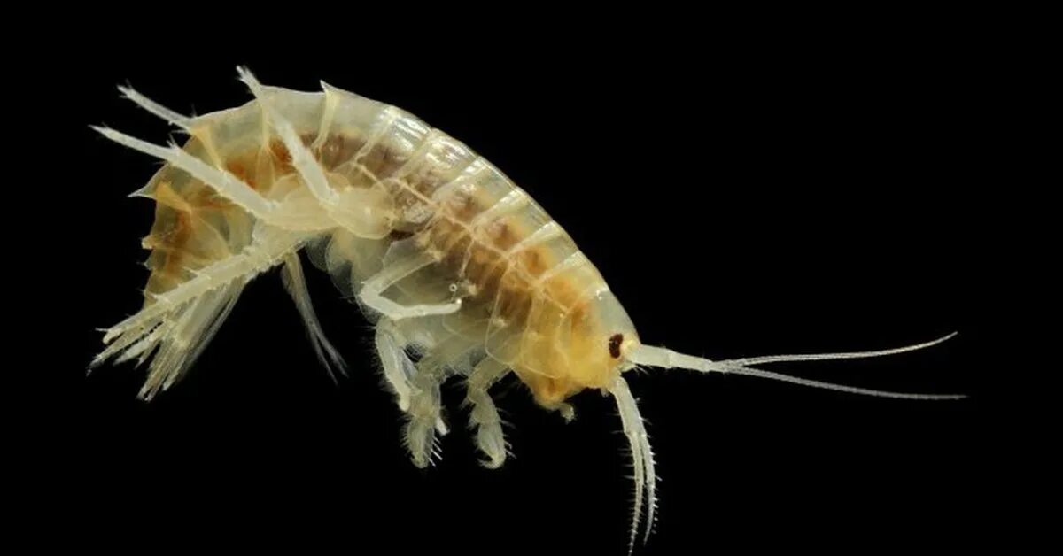 Sand Fleas (Mole Crabs or Sand Crabs) Prime surf fishing bait Surf fishing, Salt