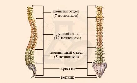 Количество позвонков шейного отдела позвоночника