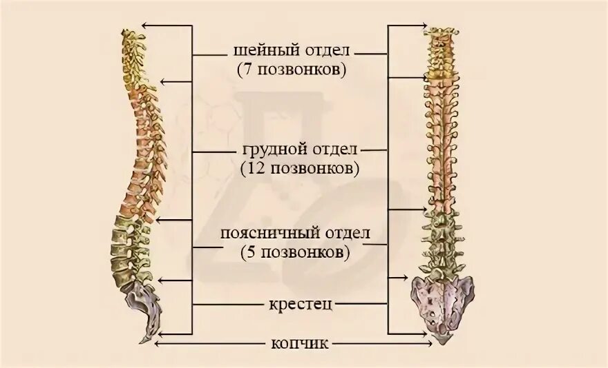 Количество позвонков животных. Количество позвонков животных