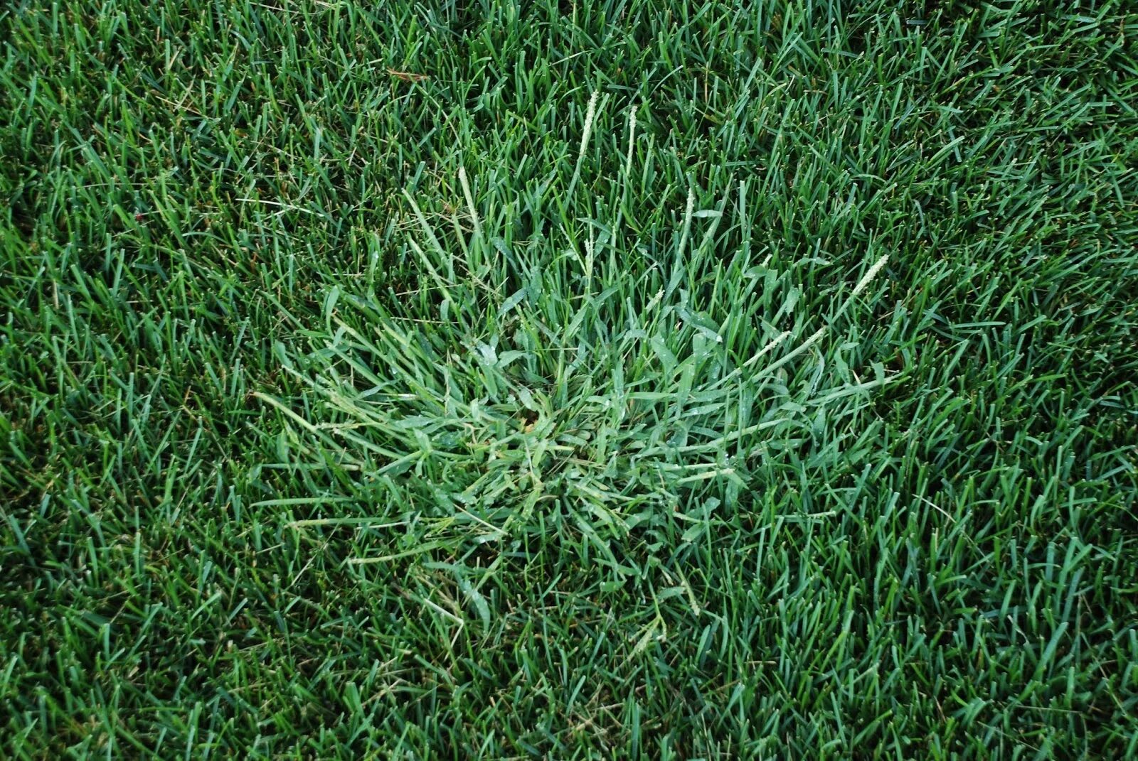 Pin on Garden