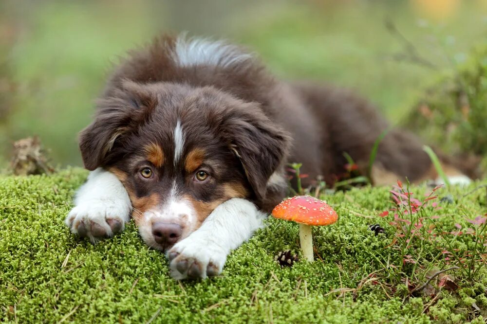 Спаниель ищет грибы. Собака ищущая грибы. Блог о животных. Pets in Mushroom