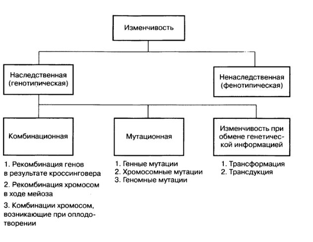 Составление дидактической обобщающей таблицы основные закономерности изменчивости Pin on Биология и химия Biology, Medical anatomy, School study tips