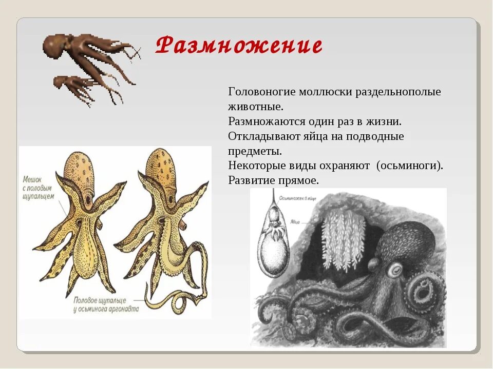 Значение головоногих. Система размножение головоногих. репродуктивная система головоногих. репродуктивная система головоногих моллюсков. головоногие моллюски тип размножения.
