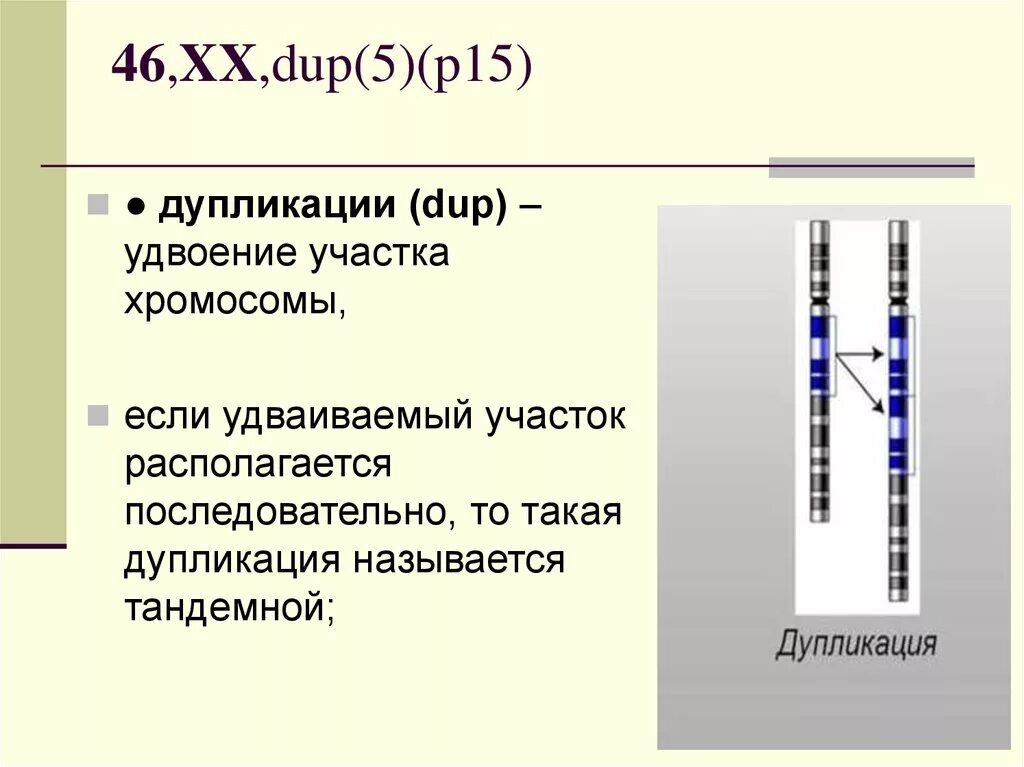 Удвоение участка хромосомы (дупликация). Дубликация удвоенте участка хромосомы. Дупликация 15 хромосомы. Тандемная дупликация.