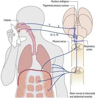 Центры кашля и чихания находятся в каком