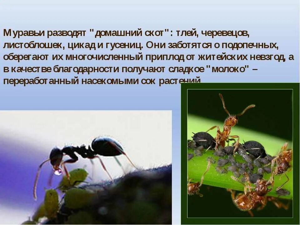 Муравьи и тля тип взаимоотношений. Муравей и тля тип взаимоотношений. муравьи и тля взаимоотношения. муравей и тля тип взаимоотношений симбиоз. тля-муравей взаимоотношения симбиоз.